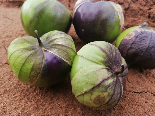 Semilla Tomatillo Cascara Morada Catarina 3pack De 1 Libra