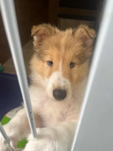Rough Collie