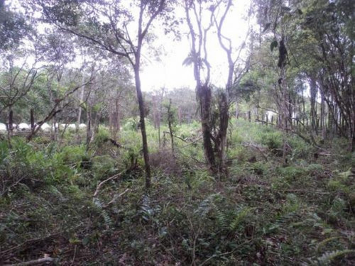 Imagem 4 de 4 de Lote De Chácara Com 14 Mil M², Com Cercado, Poste Padrão.