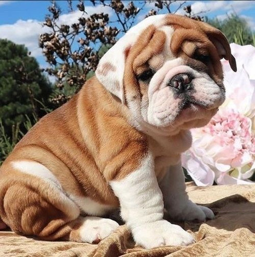 Cachorros Bulldog Ingles Perrito Bull Dog Puppy Cachorrito