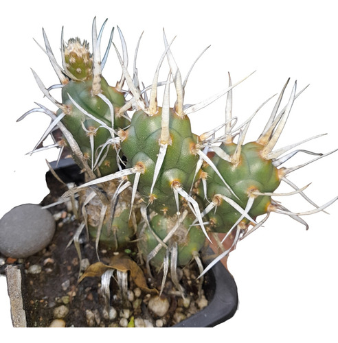 Cactus Espinas De Papel. Tephrocactus Articulatus. 