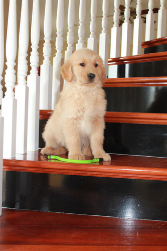 Nuestros Golden Retriever De La Costa Verde A Todo El Pais