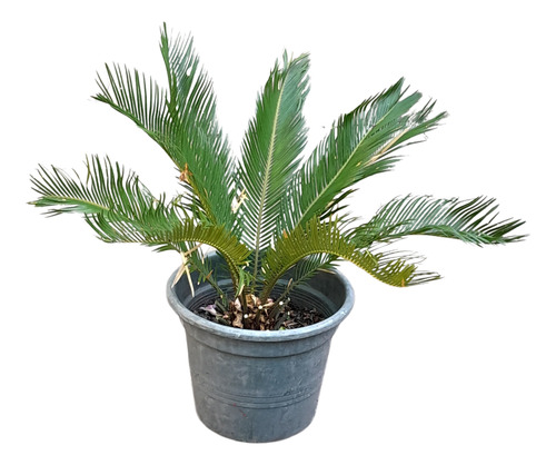 Palmera Cica, 80 Cm, Maceta Incluida