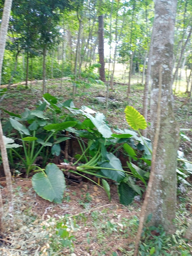 Lotes En Barrio Cercado La Cueva Del Teyu San Ignacio
