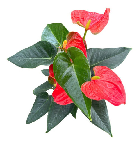 Anturio | Anthurium Andreanum | Anturios Varios Colores