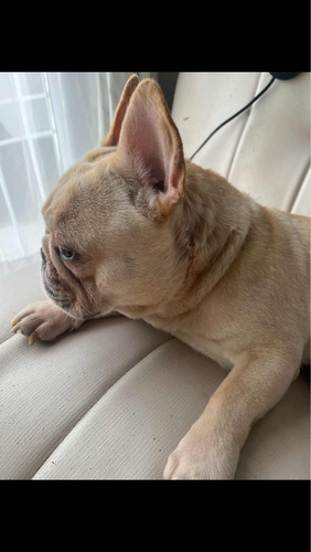 Bulldog Francés Para Servicio