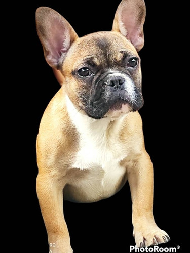 Imagen 1 de 4 de Bulldog Francés