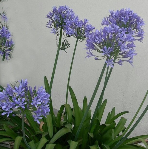 Agapanthus, Agapanto - Mudas De 30cm