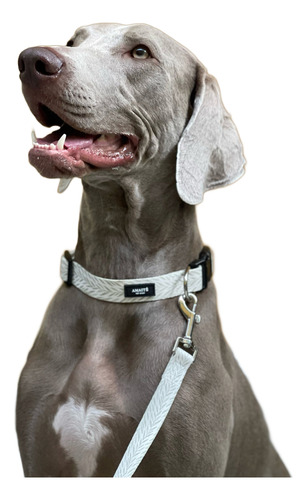 Collar Perro