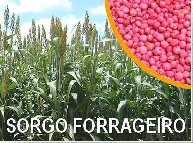 Sorgo Forrageiro - 19kg - Alta Qualidade E Envio Imediato