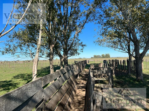 Campo 232,9 Ha Alegre, Partido De General Paz. Buenos Aires.