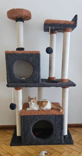 Precio de online gimnasio para gatos