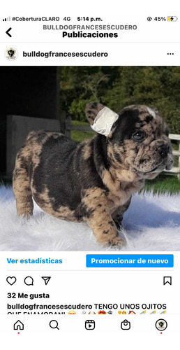 Imagen 4 de 5 de Bulldog Francés Mini