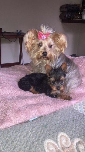 Vendo Hermoso Cachorro Yorkshire Terrier Macho