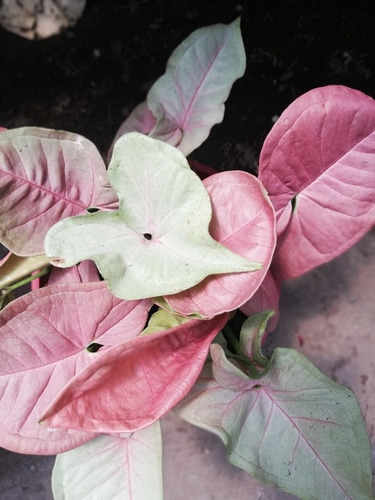 Planta Syngonium Pink Rosado