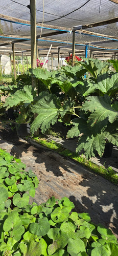 Planta Nalca O Pangue (gunnera Tinctoria) 1 M Gratis A R. M