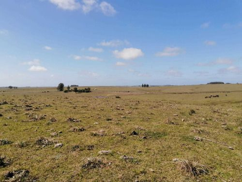 Venta De 30 Hectáreas De Campo En Garzón Maldonado (ref: Ksk-222)