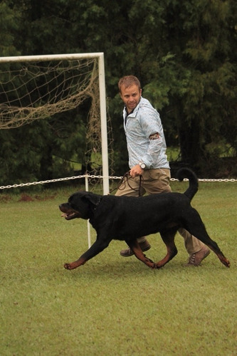 Rottweiler Filhos Do Mamute Canil Rottland O Criador N.1
