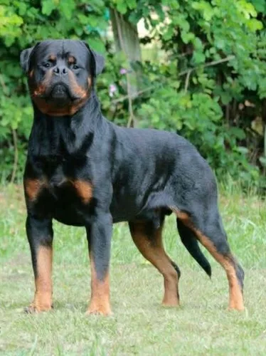 Rottweiler Cabeça De Touro