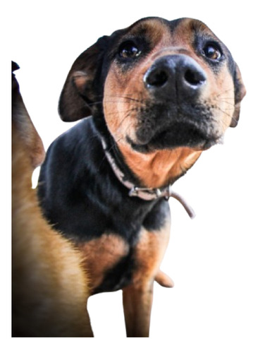 Luna Negra, Hermosa, Mix Ovejerita, Tranquila Y Adorable !!