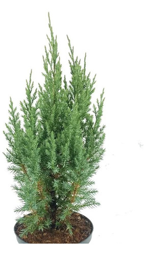 Juniperus Chinensis Stricta 