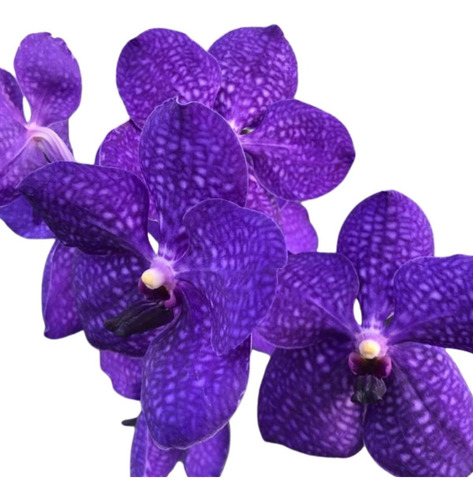 Orquídea Vanda Roxa - Adulta | Parcelamento sem juros