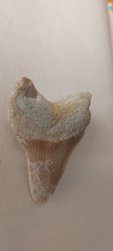 Diente Fósil De Tiburón Shark Tooth (Usado)