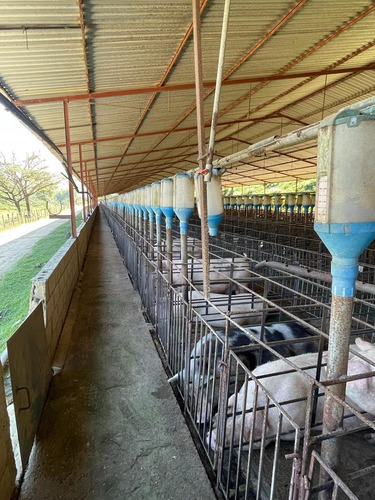 Imagen 5 de 12 de Finca Para La Cria De Cerdos En La Victoria En Venta