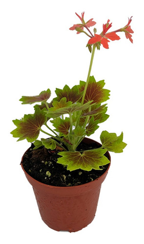 Pelargonium X Hortorum 'vancouver Centennial' Geranio 10cm