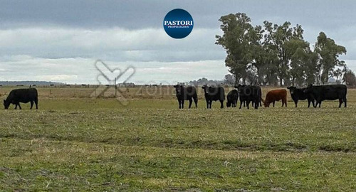 Imagen 2 de 12 de Campo | Las Flores