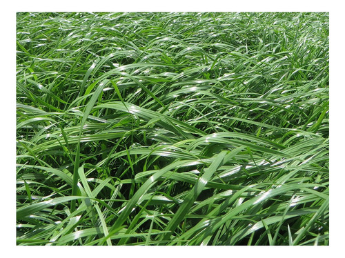 Semilla Forrajes Pastos Ryegrass Shogun Clima Frío 50 Lb