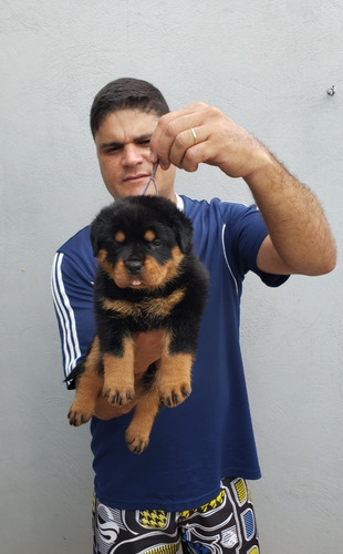 Filhotes De Rottweiler Com Pedigree