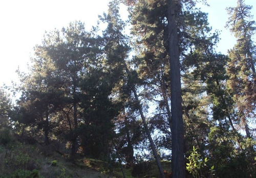 Imagen 3 de 9 de Sitio En Venta En Zapallar