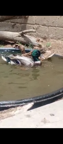 Pato Canadiense Par Puro (Usado)