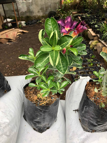Imagen 10 de 10 de Adenium Bonsai 4 Años De Edad