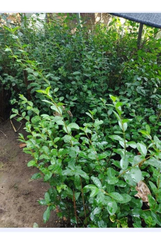 Plantas Ligutrinas Verdes