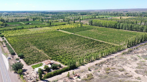Se Vende Viñedo De 9ha En San Rafael - Mendoza