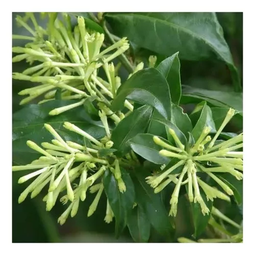 Dama-da-noite - Cestrum nocturnum 