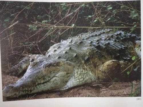 1.3 Relatos Sobre Animales De Venezuela El Arca Criolla (Usado)