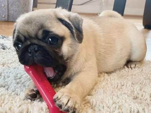 Imagen 1 de 5 de Hermosos Cachorros Pug Carlinos 100% De Raza Pura. Vacunados