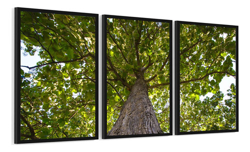 Quadros Grande Árvore Verde Natureza Folhas Galhos Céu Pl17