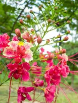 Comprar 10 Semillas De Framboyan O Tabachin Rosa
