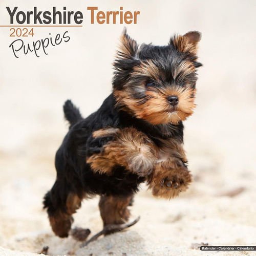 Yorkshire Terrier Puppies Calendar - Yorky Yorkie