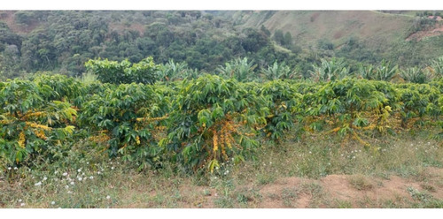 Venta Finca 14 Ha, Boconó Edo. Trujillo, Venezuela