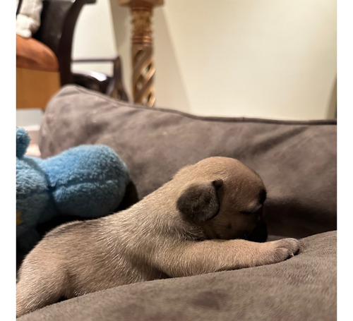 Perros Bulldog Frances 100% Puros Guayaquil