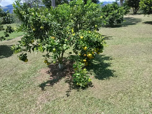Vendo Finca Ganadera En Restrepo Valle