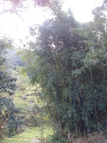 Imagem 15 de 15 de Sitio De 40 Hectares A Venda No Bairro Alto Aririu Em Palhoca - V-82023