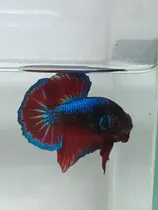 Comprar Peixe Betta De Linhagem Plakat Dragon Blue Pacific Ohm