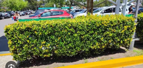 Oleas Texanas Cerco Vivo Somos Productores