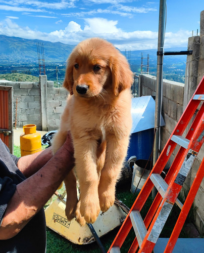  Golden Retriever  Machos  250 